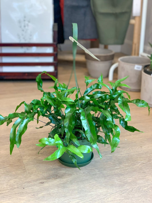 Kenny (Fougère) - Alma Plantes