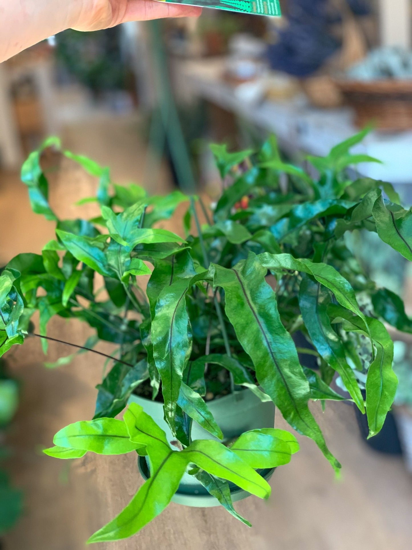 Kenny (Fougère) - Alma Plantes