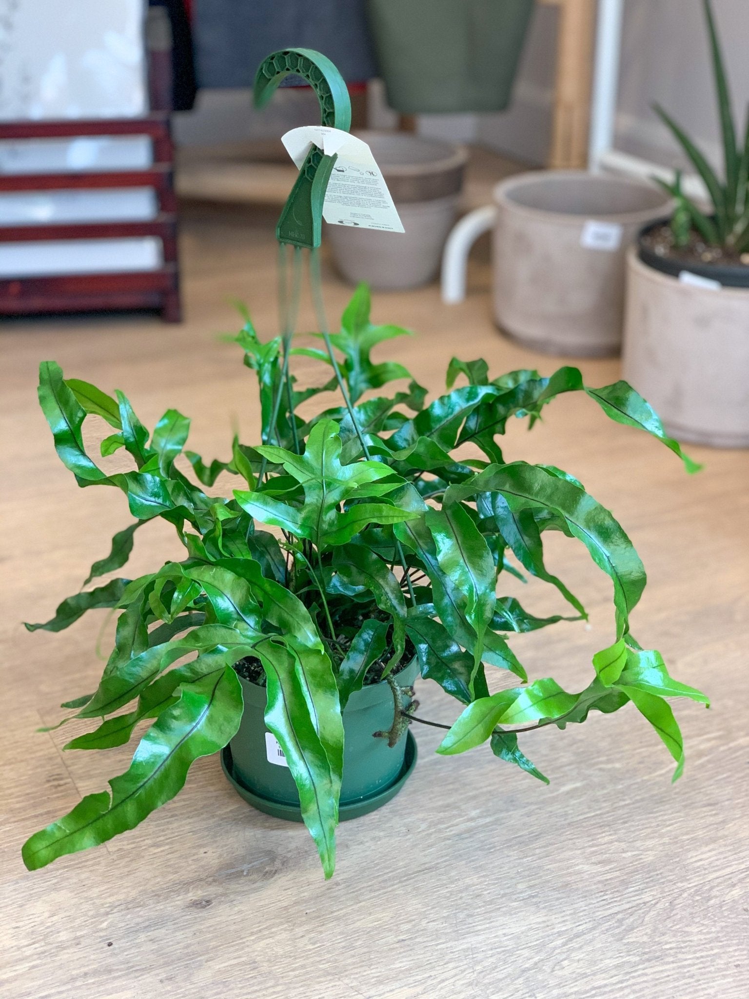 Kenny (Fougère) - Alma Plantes