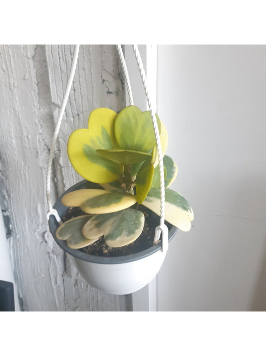 Kerrii (Hoya) - Alma Plantes