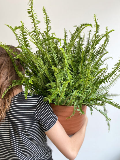 Kimberly (fougère) - Alma Plantes