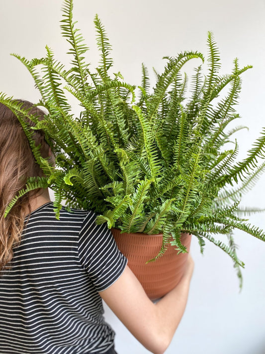 Kimberly (fougère) - Alma Plantes