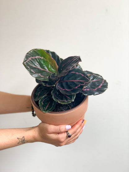 Laura (Calathea) - Alma Plantes