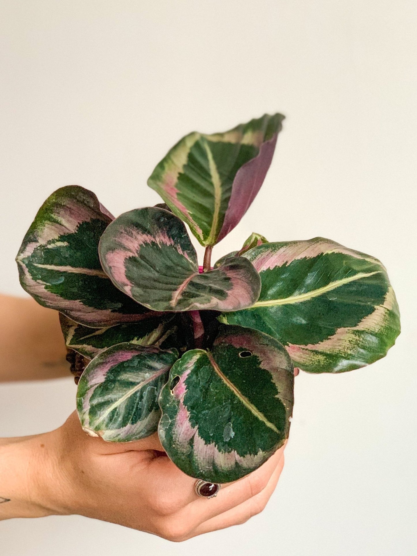 Laura (Calathea) - Alma Plantes
