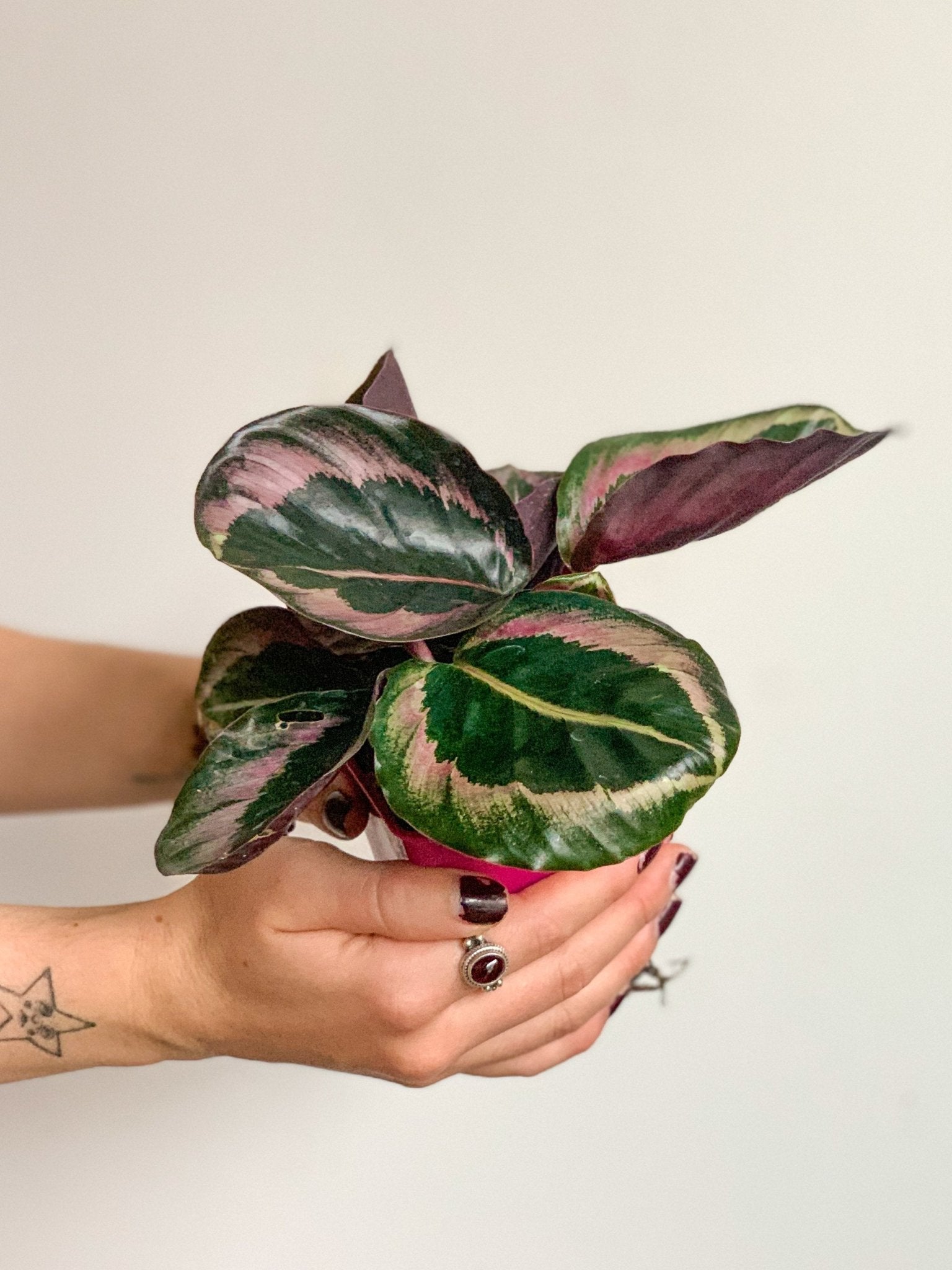 Laura (Calathea) - Alma Plantes
