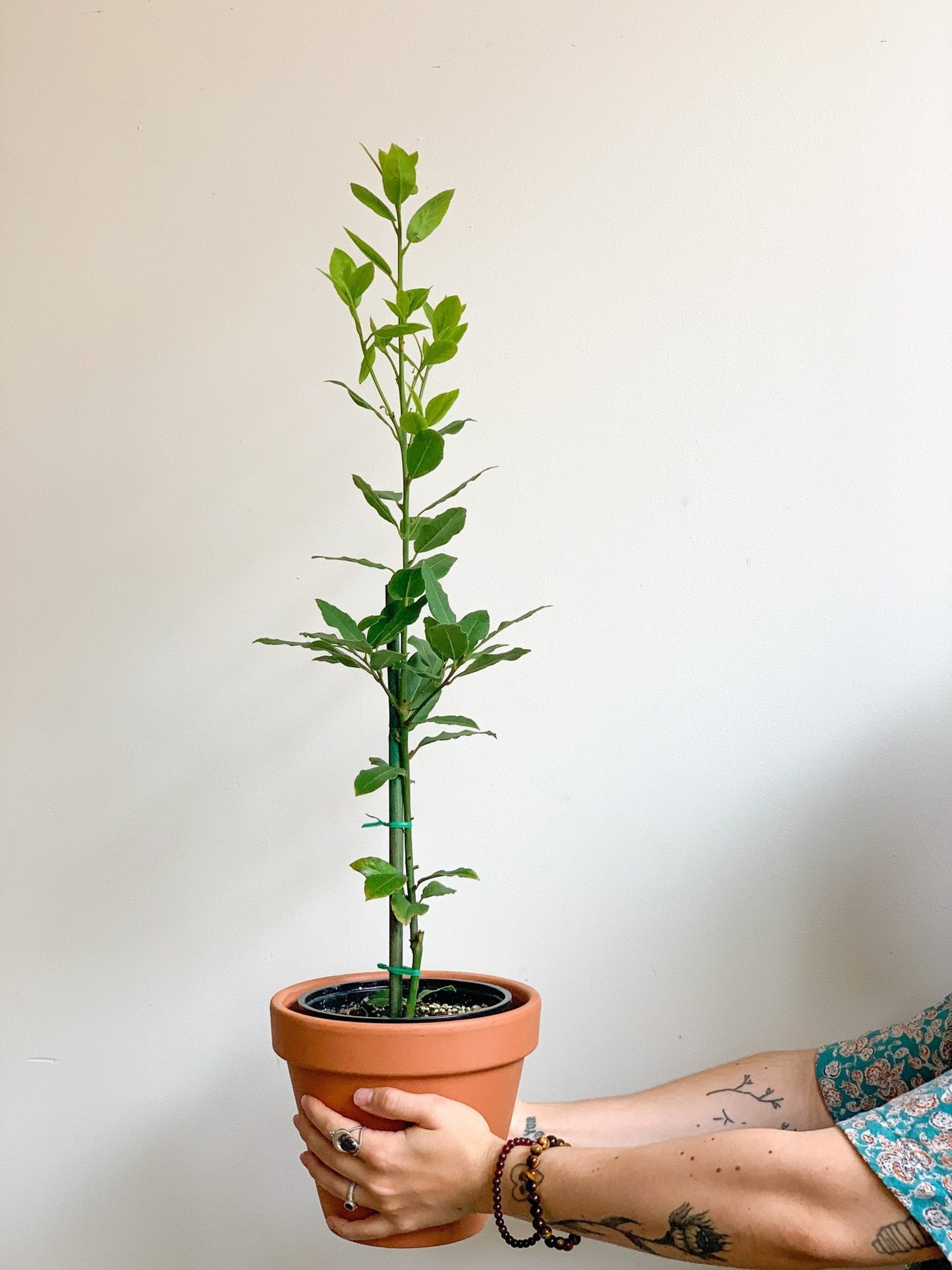 Laure (Baie de Laurier) - Alma Plantes