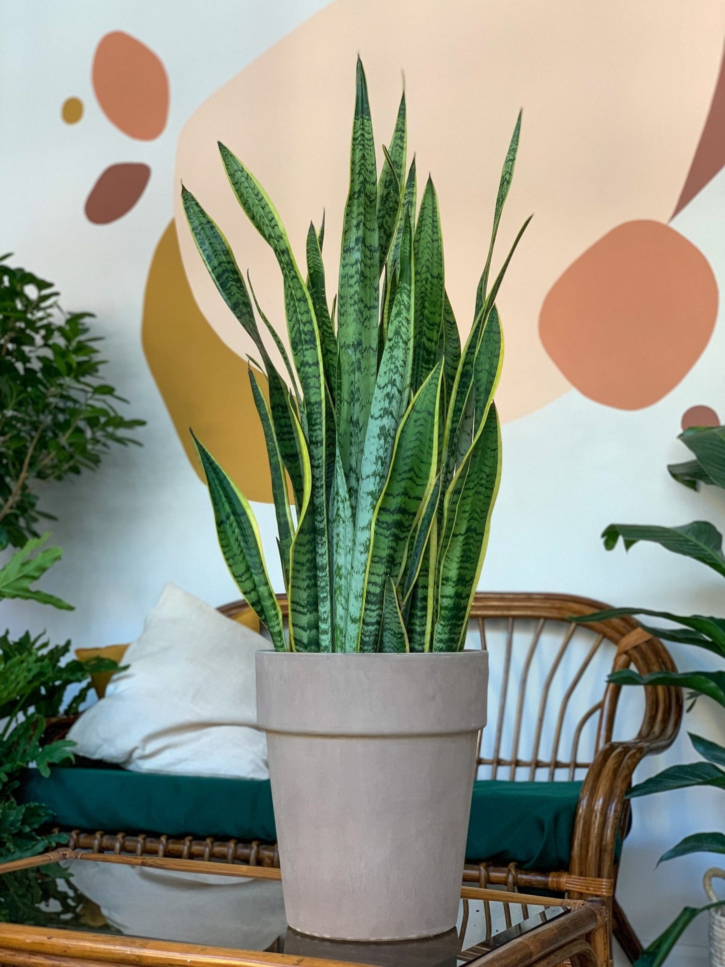 Lauren (Sansevière) - Alma Plantes