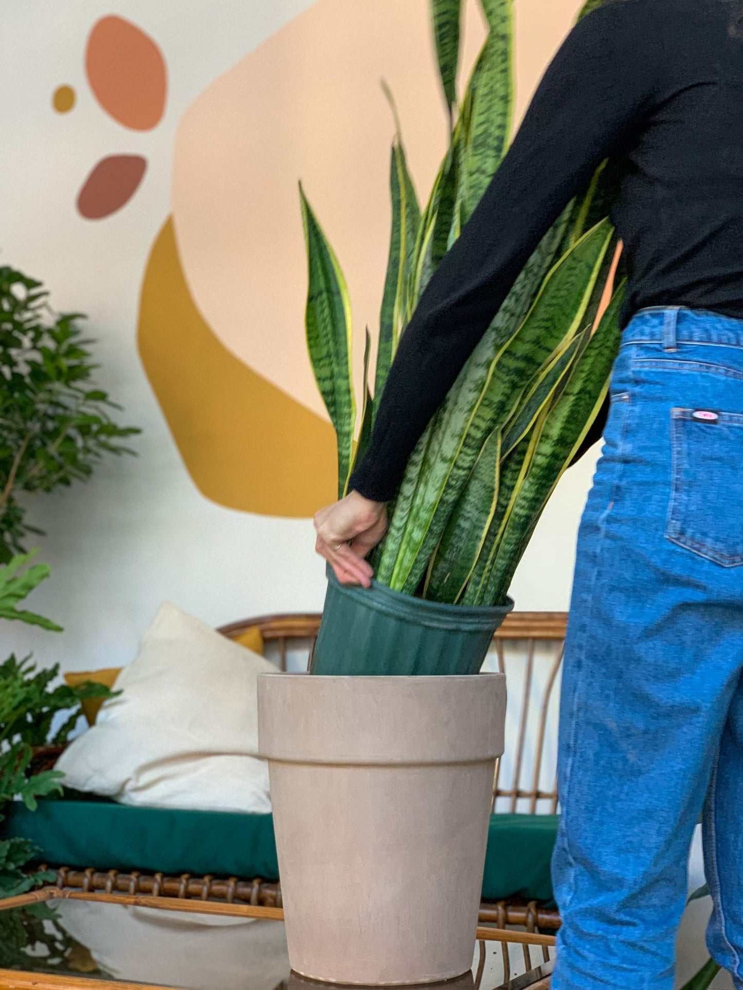 Lauren (Sansevière) - Alma Plantes