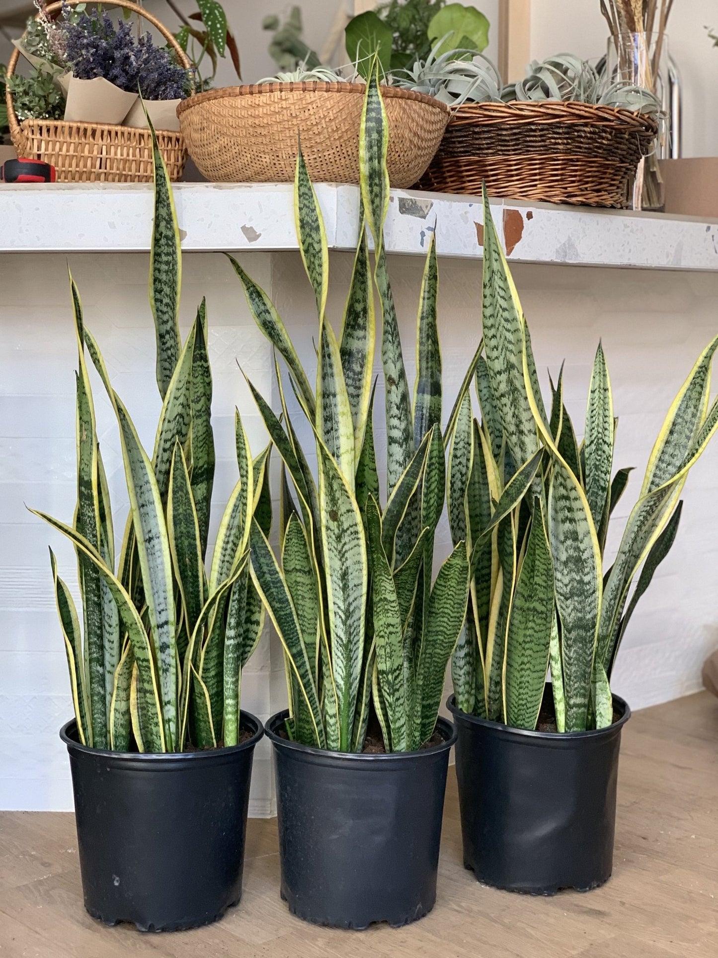 Lauren (Sansevière) - Alma Plantes