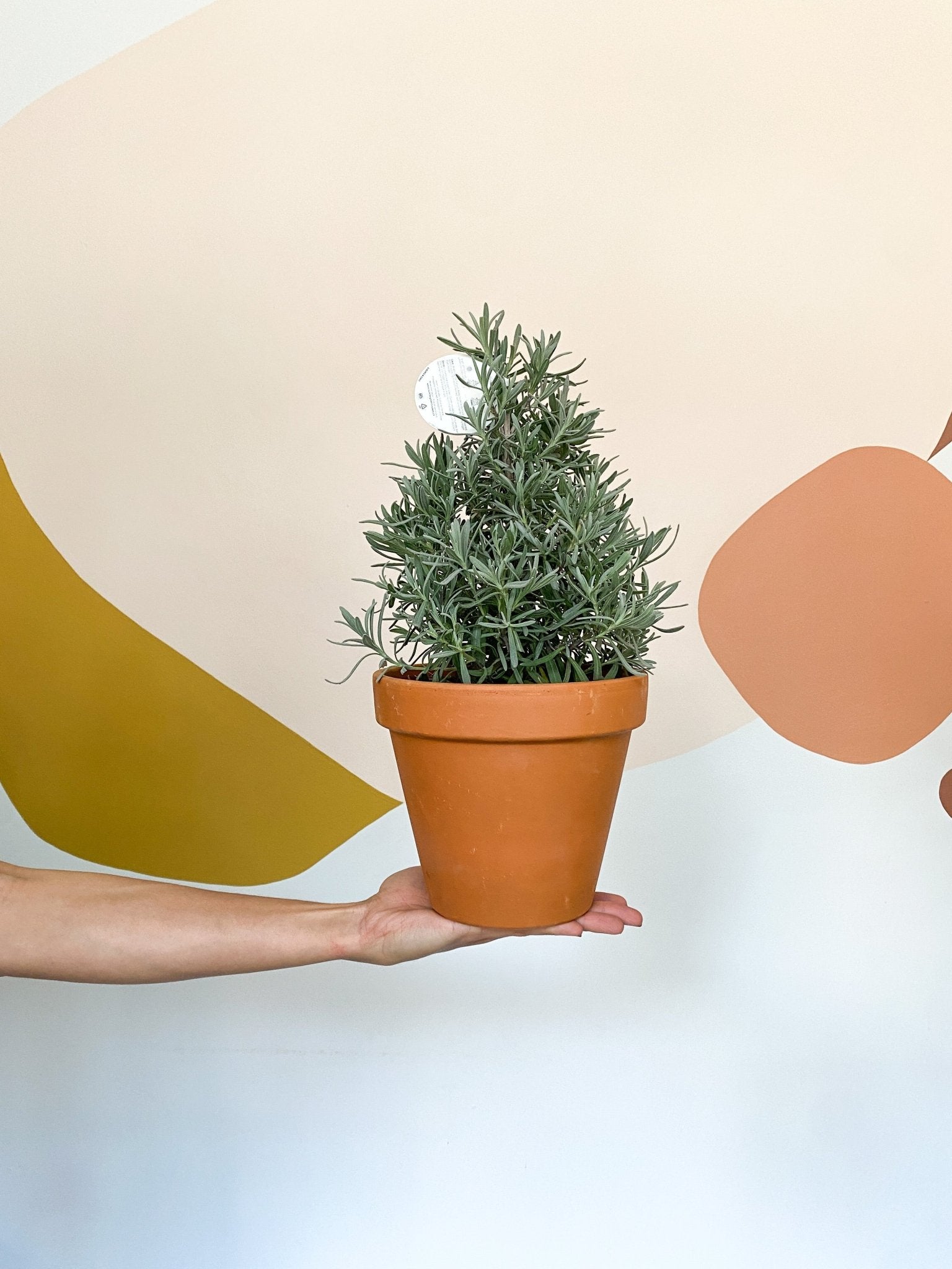 Lavande espagnole - Alma Plantes