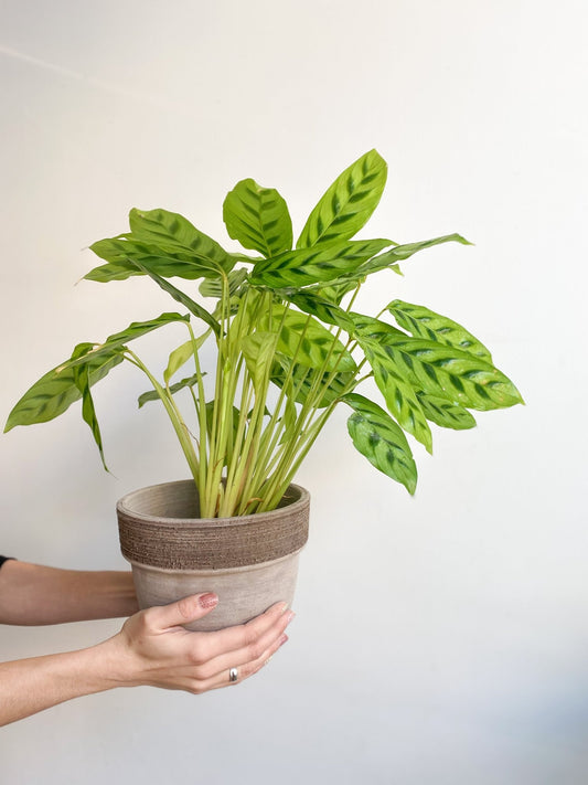 Léa (Calathea) - Alma Plantes