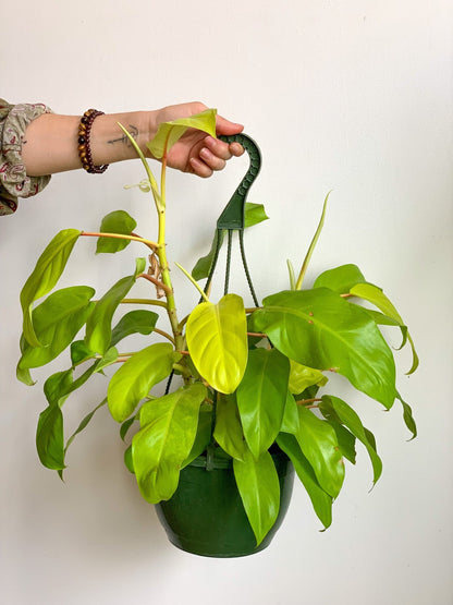 Léo (Philodendron) - Alma Plantes