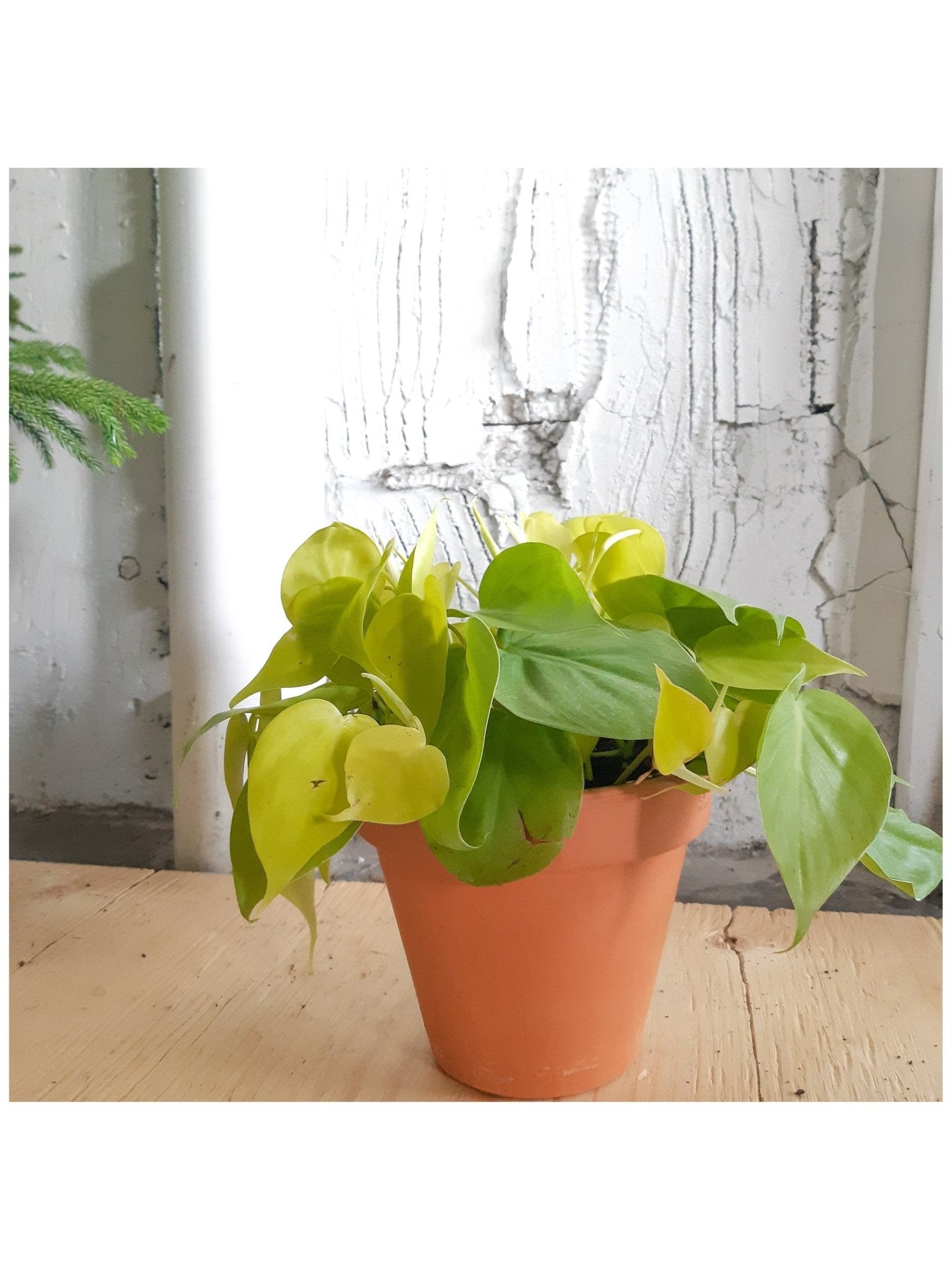 Léonie (Philodendron) - Alma Plantes
