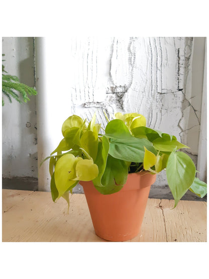 Léonie (Philodendron) - Alma Plantes