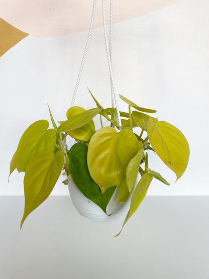 Léonie (Philodendron) - Alma Plantes