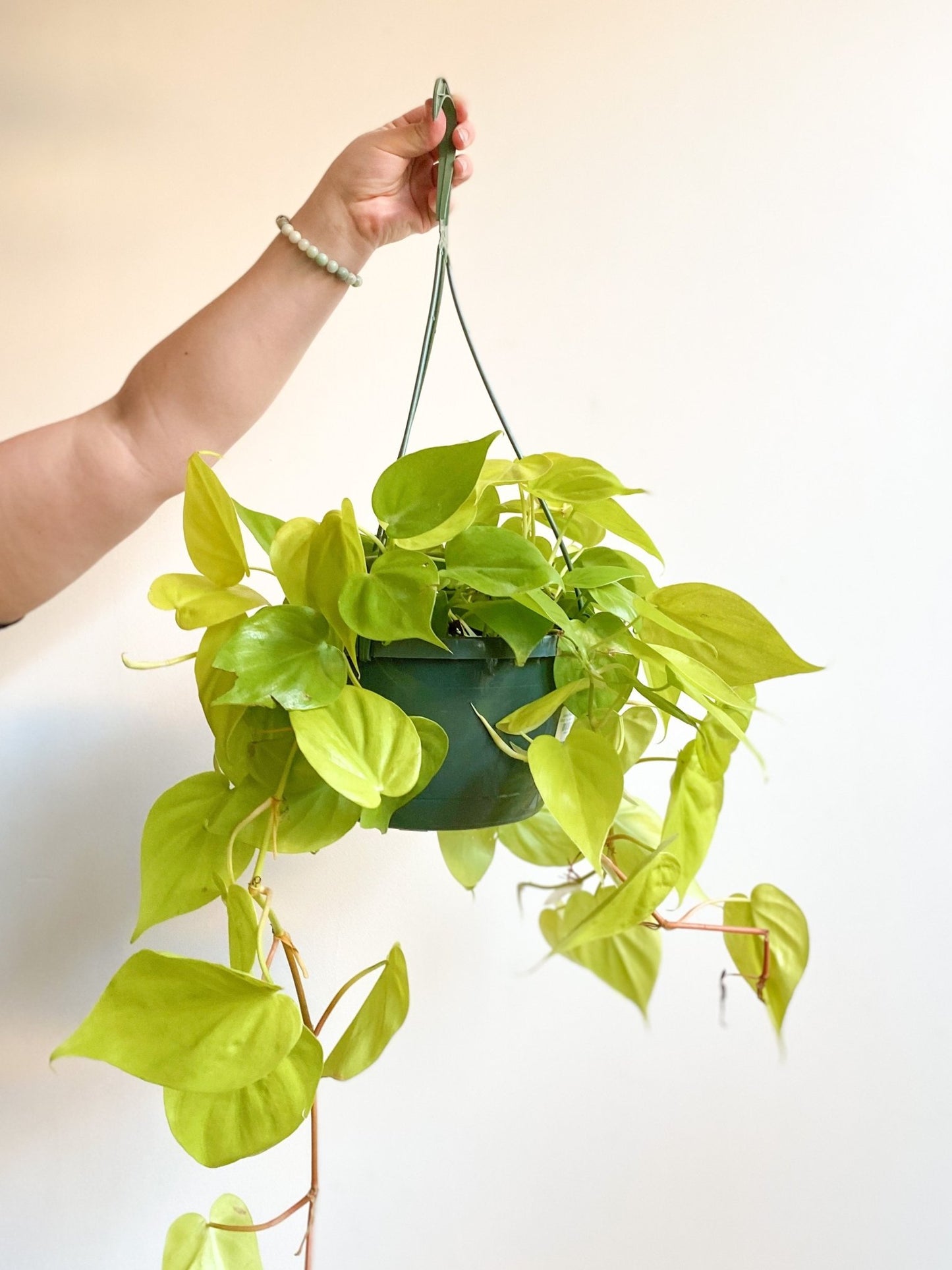 Léonie (Philodendron) - Alma Plantes