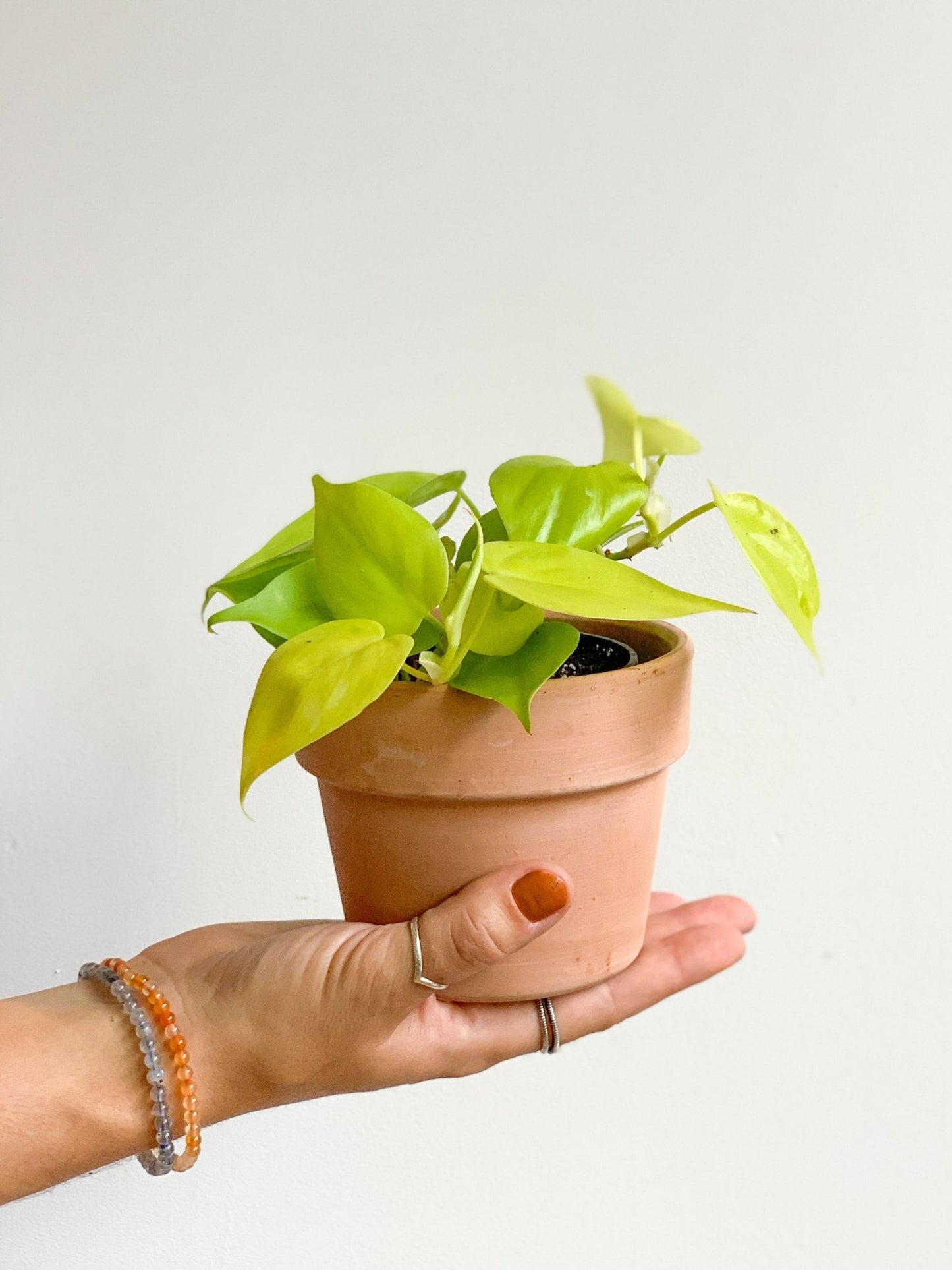 Léonie (Philodendron) - Alma Plantes