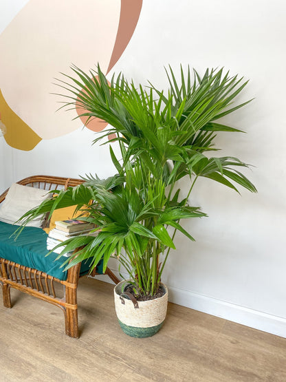 Livia (Palmier) - Alma Plantes