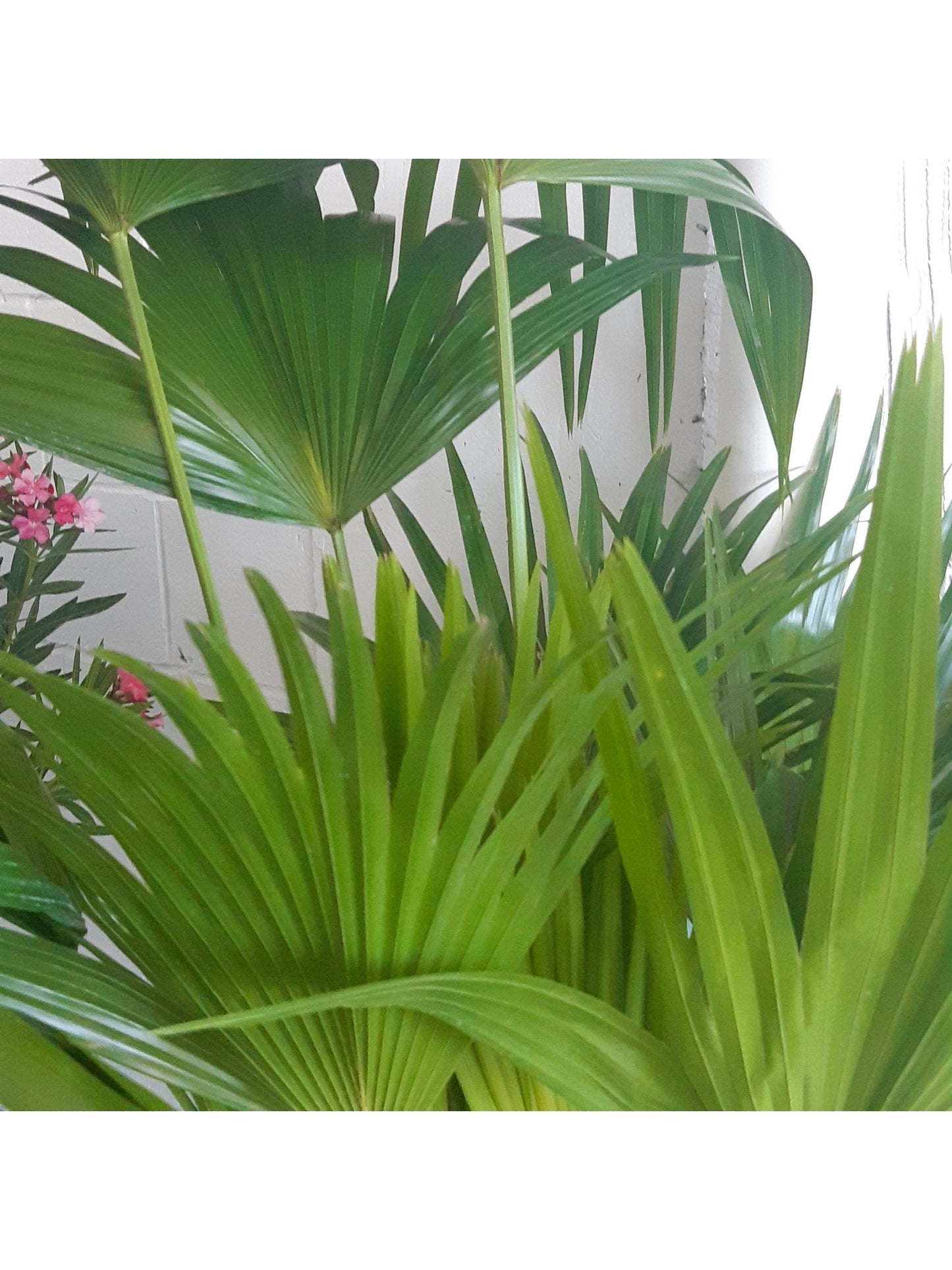 Livia (Palmier) - Alma Plantes