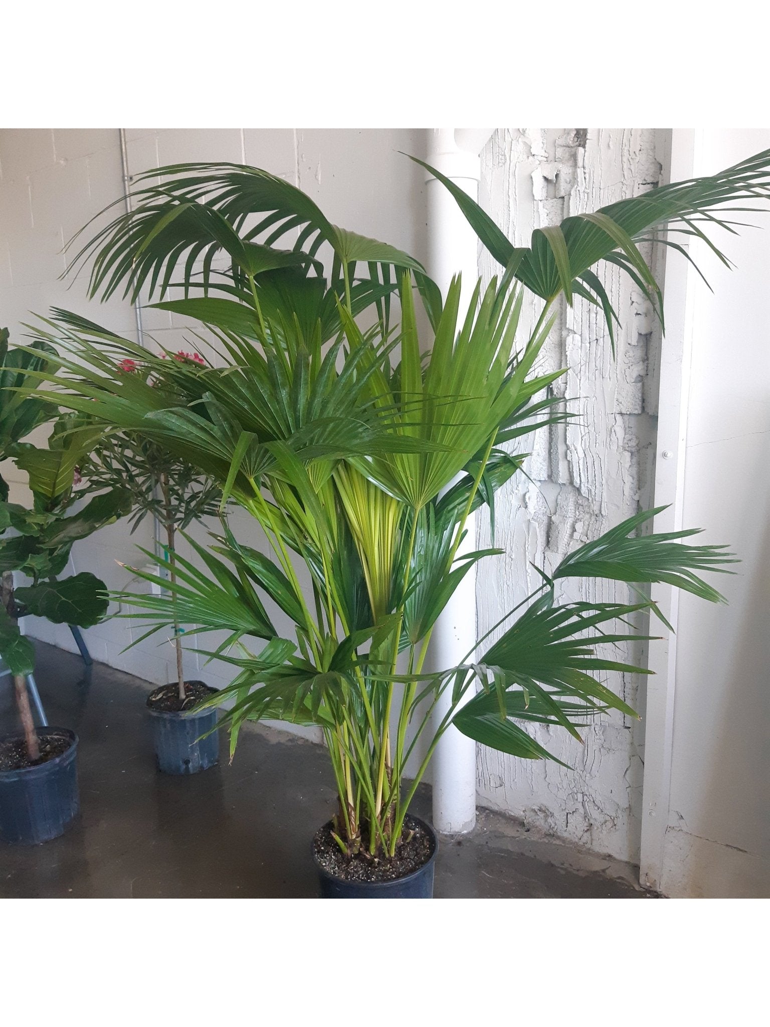 Livia (Palmier) - Alma Plantes