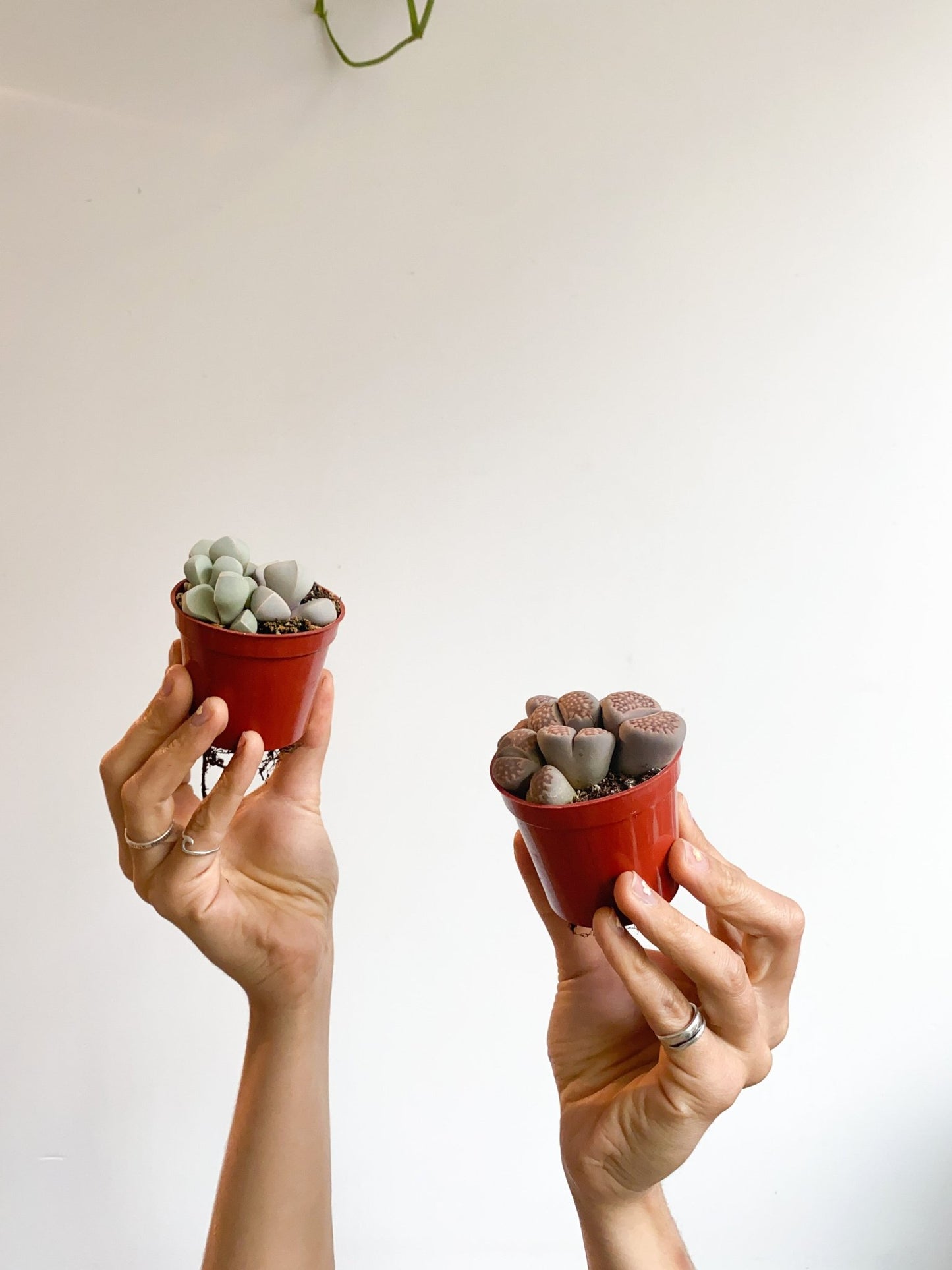 Living stone (Lithops) - Alma Plantes