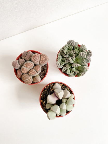 Living stone (Lithops) - Alma Plantes