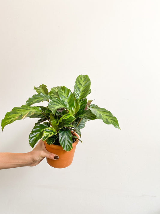 Louisa (Calathea) - Alma Plantes