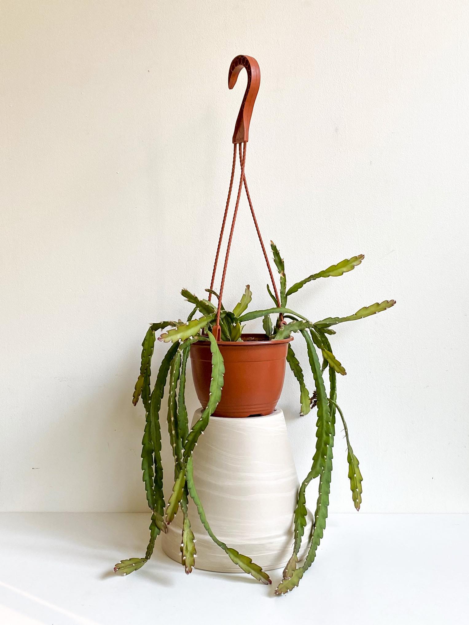 Lucifer (Rhipsalis) - Alma Plantes