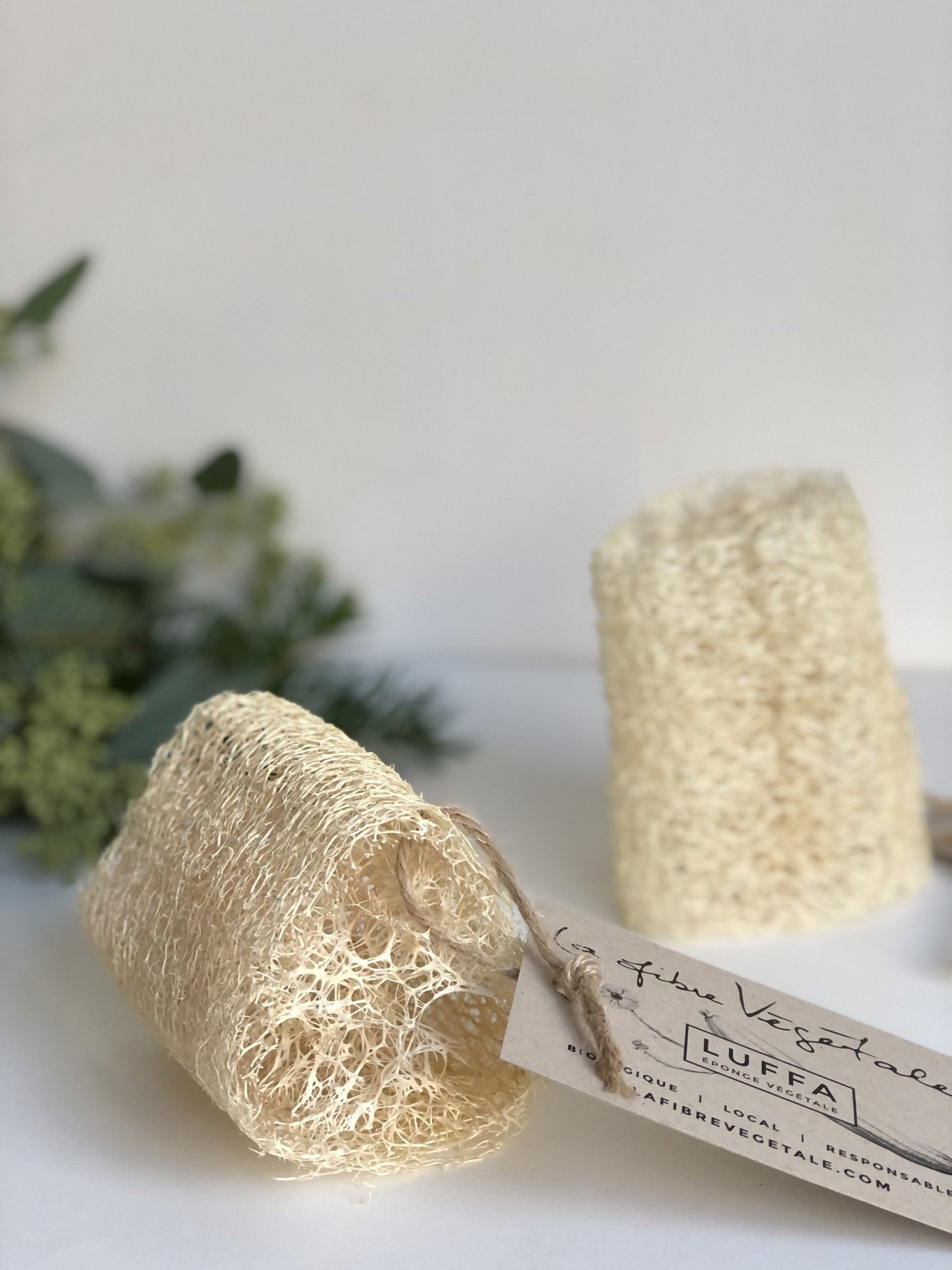 Luffa de La fibre végétale - Alma Plantes