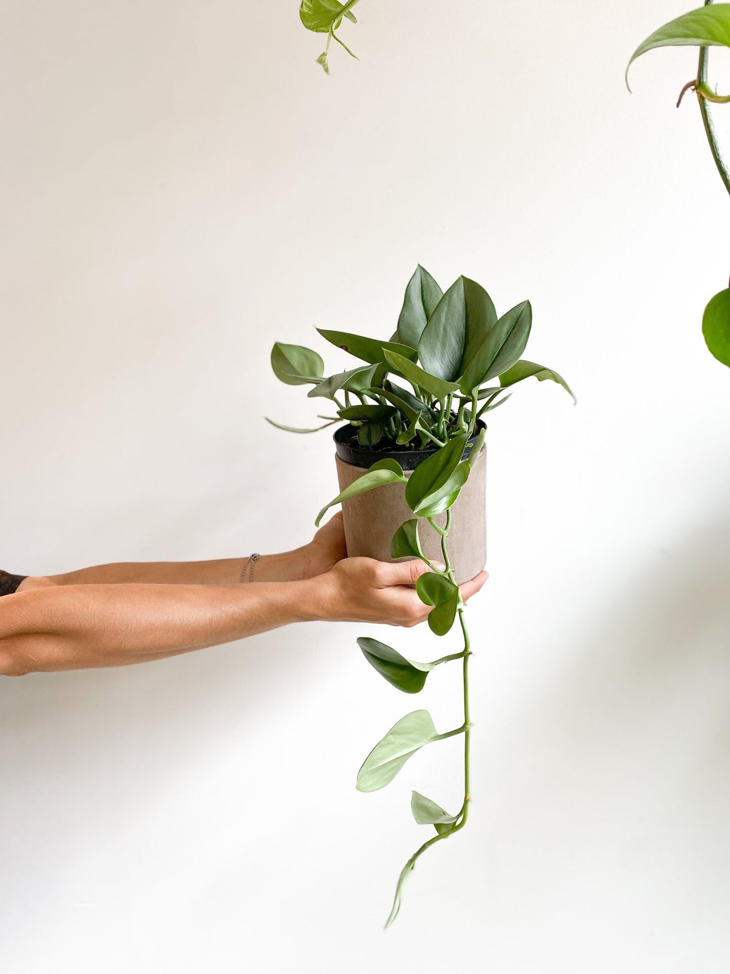 Luna (Scindapsus) - Alma Plantes