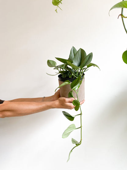 Luna (Scindapsus) - Alma Plantes