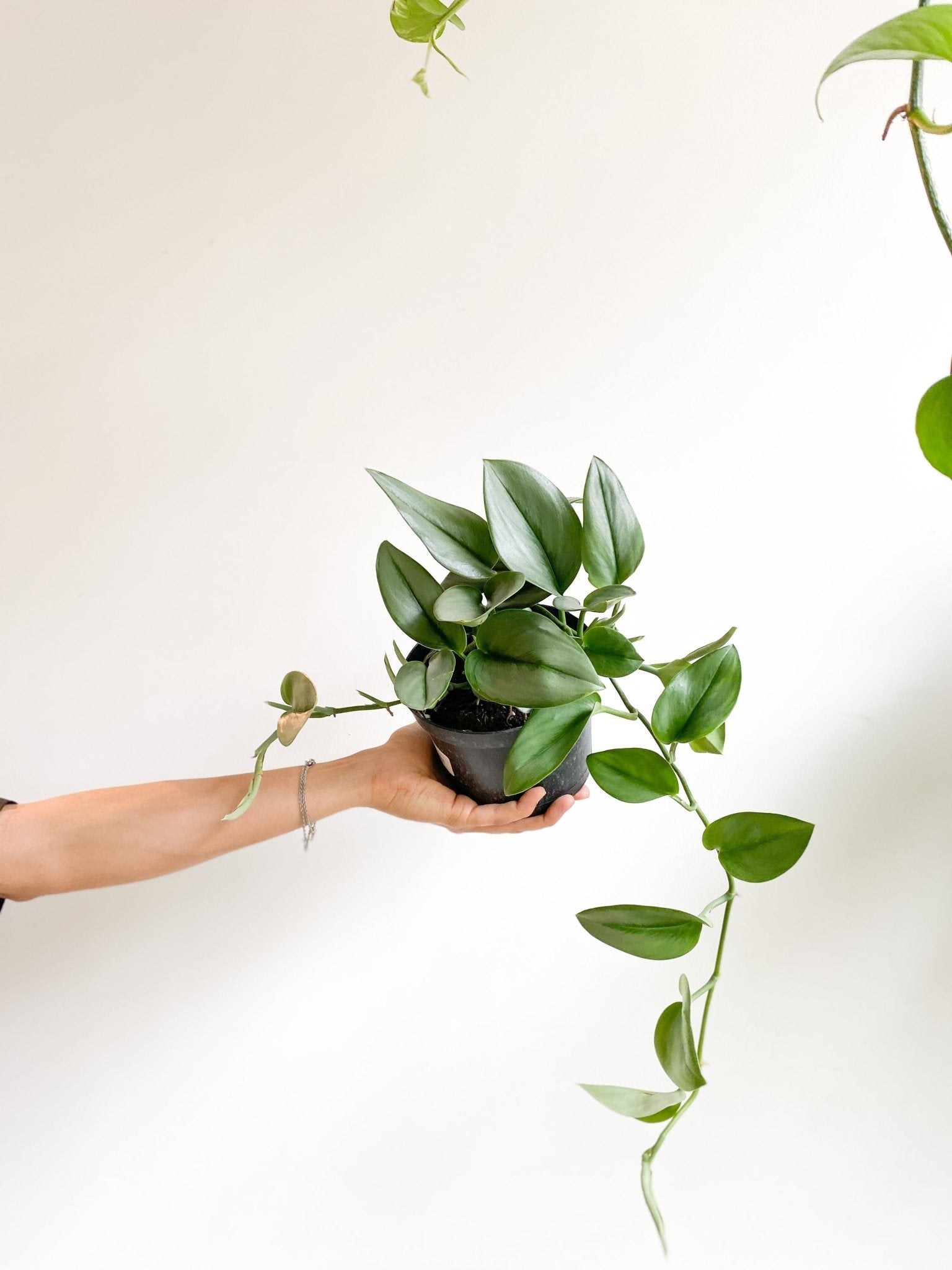 Luna (Scindapsus) - Alma Plantes