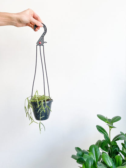 Lyne (Hoya) - Alma Plantes