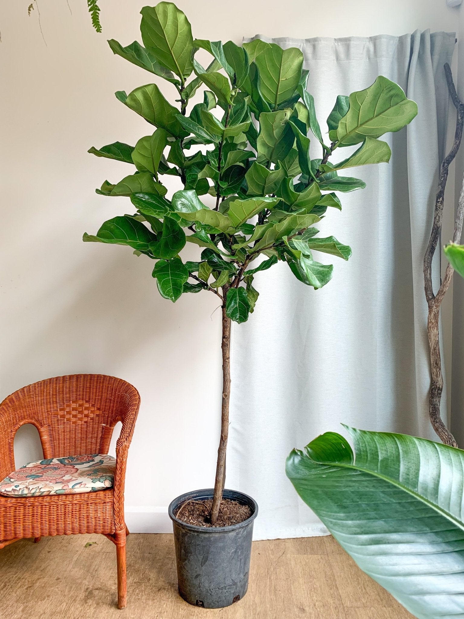 Lyrata (Ficus) - Alma Plantes
