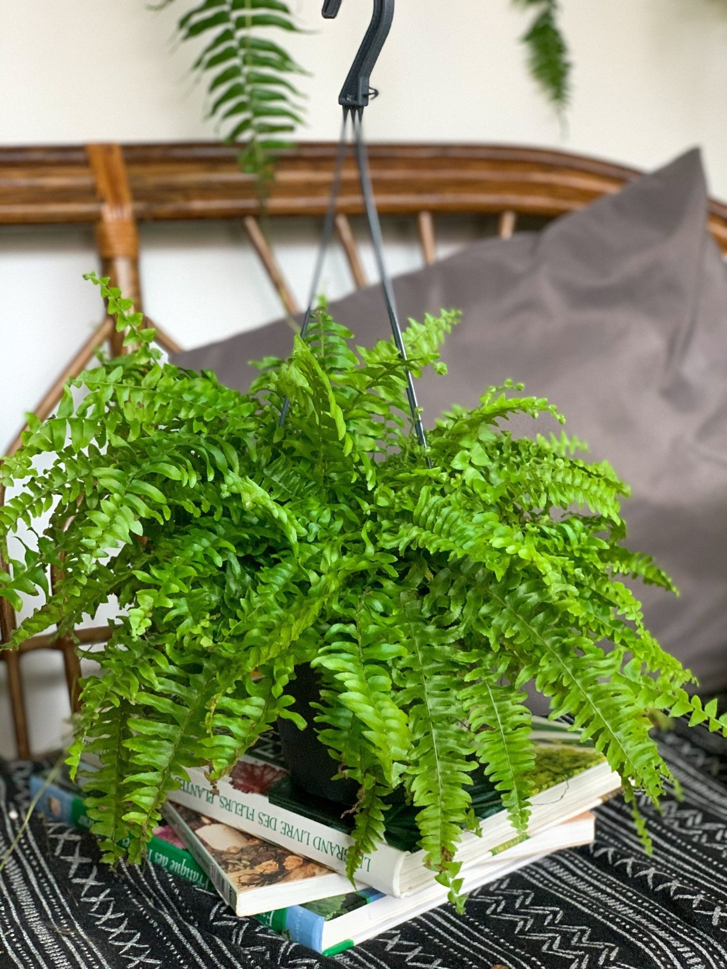 Macho (Fougère) - Alma Plantes