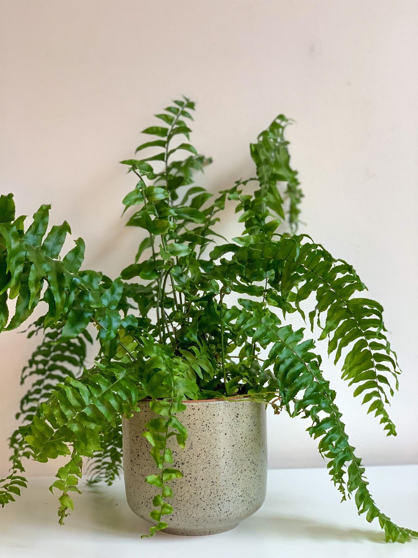 Macho (Fougère) - Alma Plantes