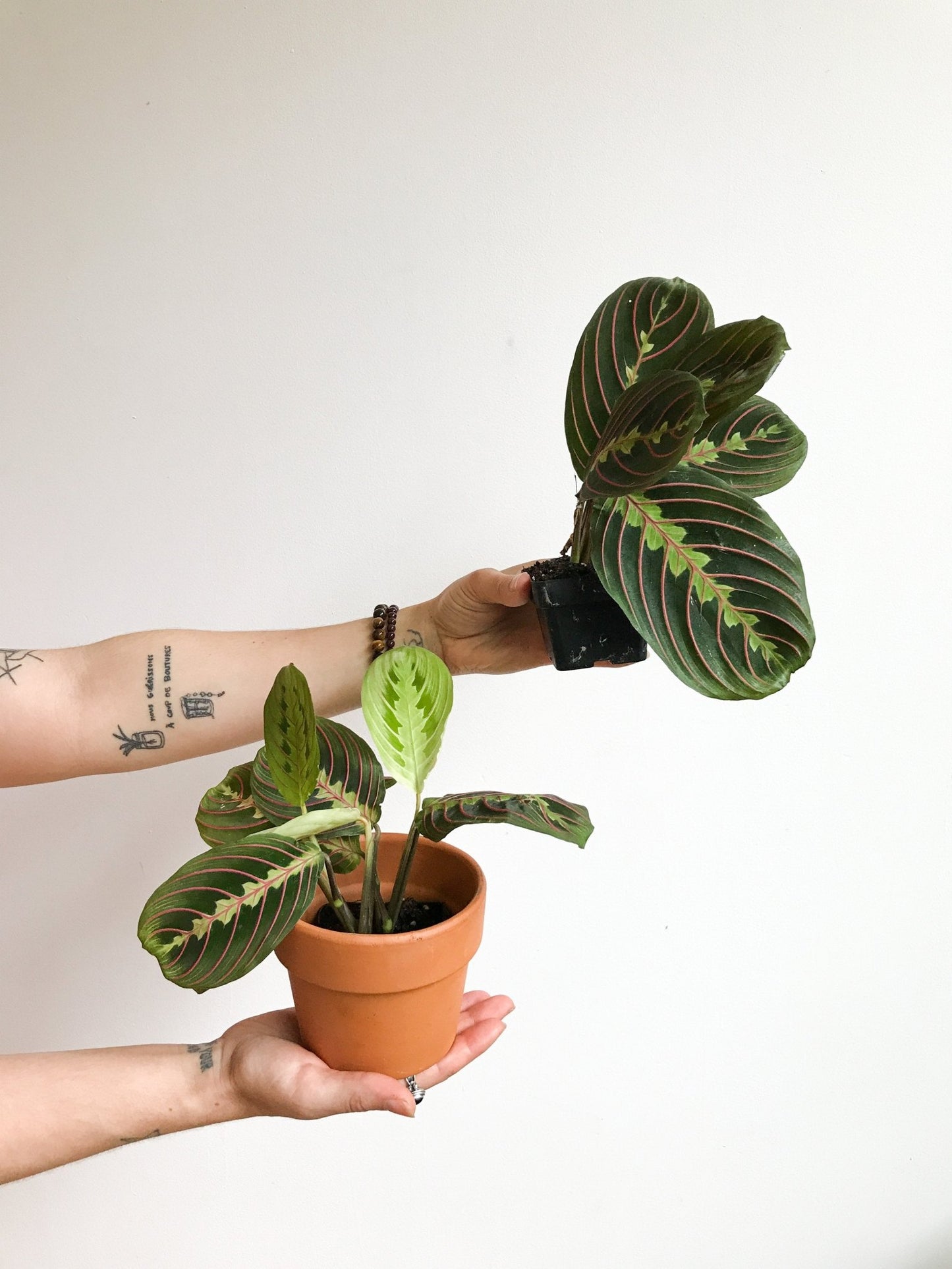 Madeleine (Maranta) - Alma Plantes