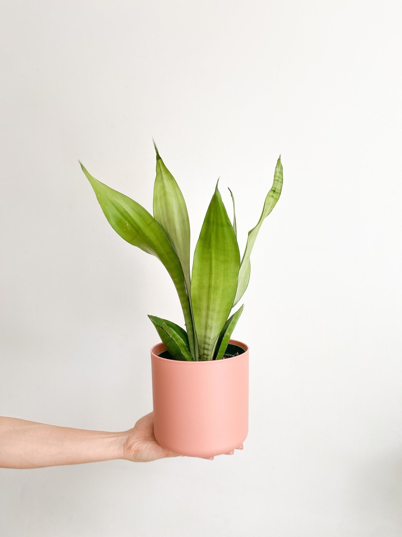 Magalie (Sansevière) - Alma Plantes