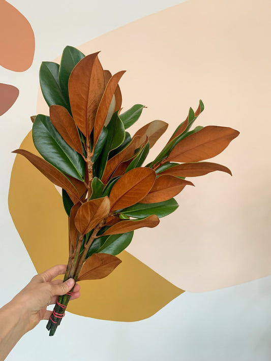 Magnolia - Alma Plantes