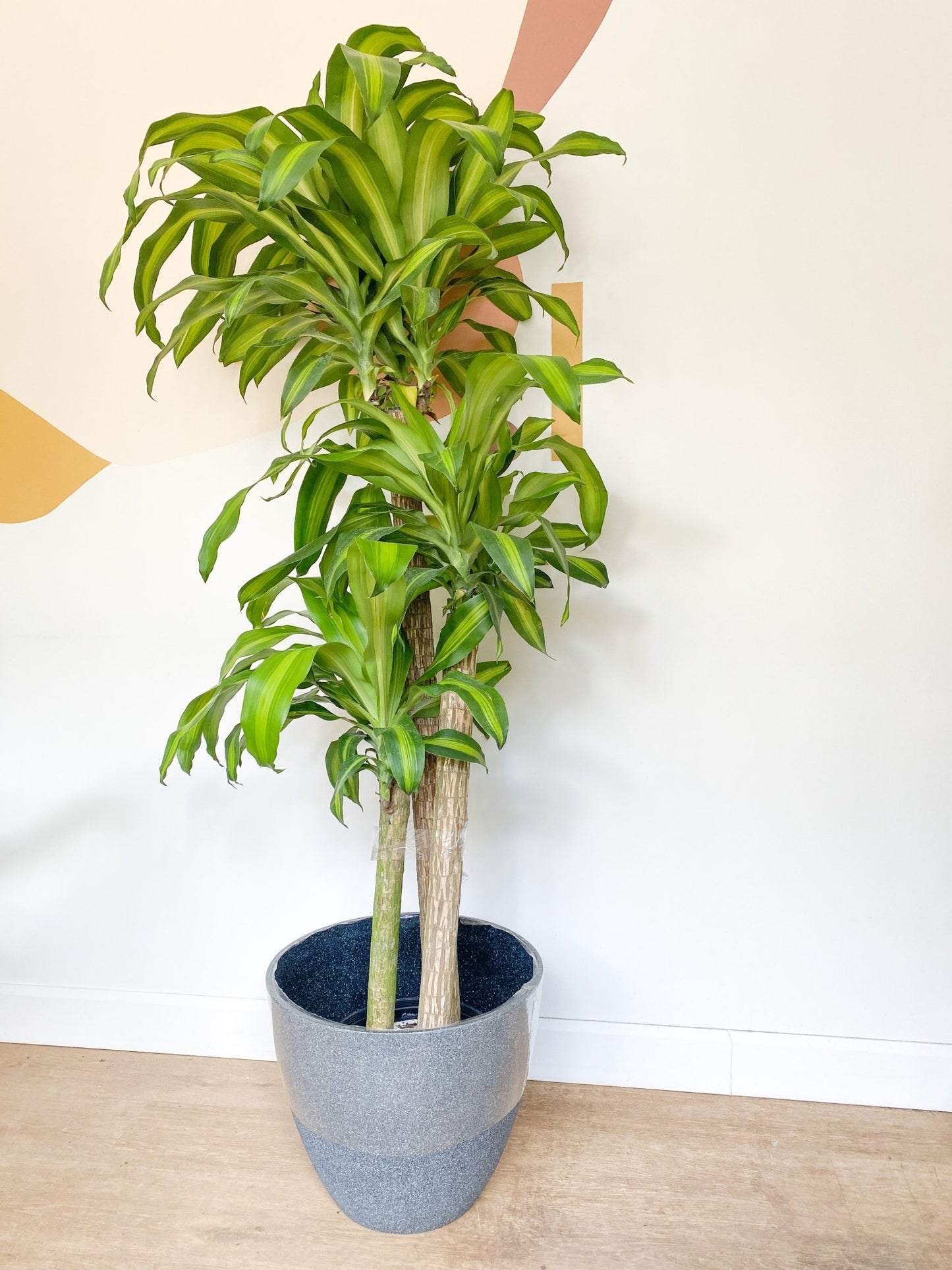 Mallorie (Dracaena) - Alma Plantes