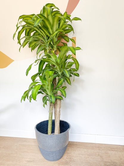 Mallorie (Dracaena) - Alma Plantes