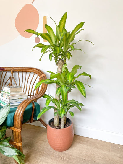 Mallorie (Dracaena) - Alma Plantes