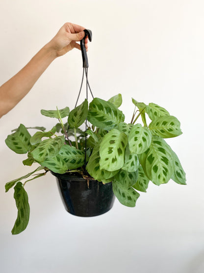 Manon (Maranta) - Alma Plantes