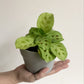 Manon (Maranta)