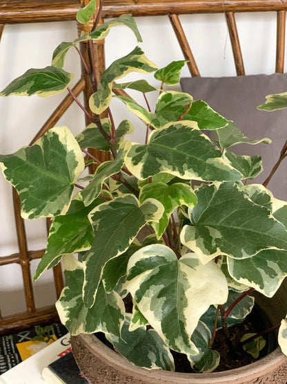 Marengo (Lierre) - Alma Plantes