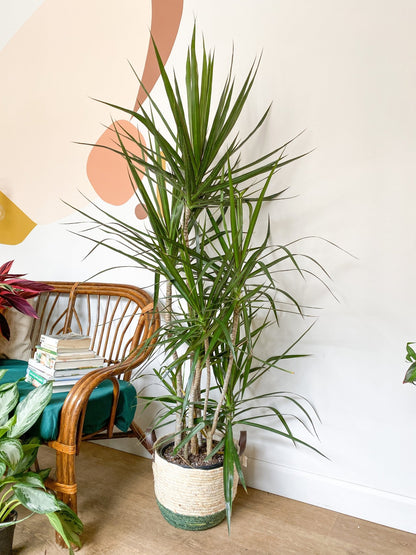 Marginata (Dracaena) - Alma Plantes