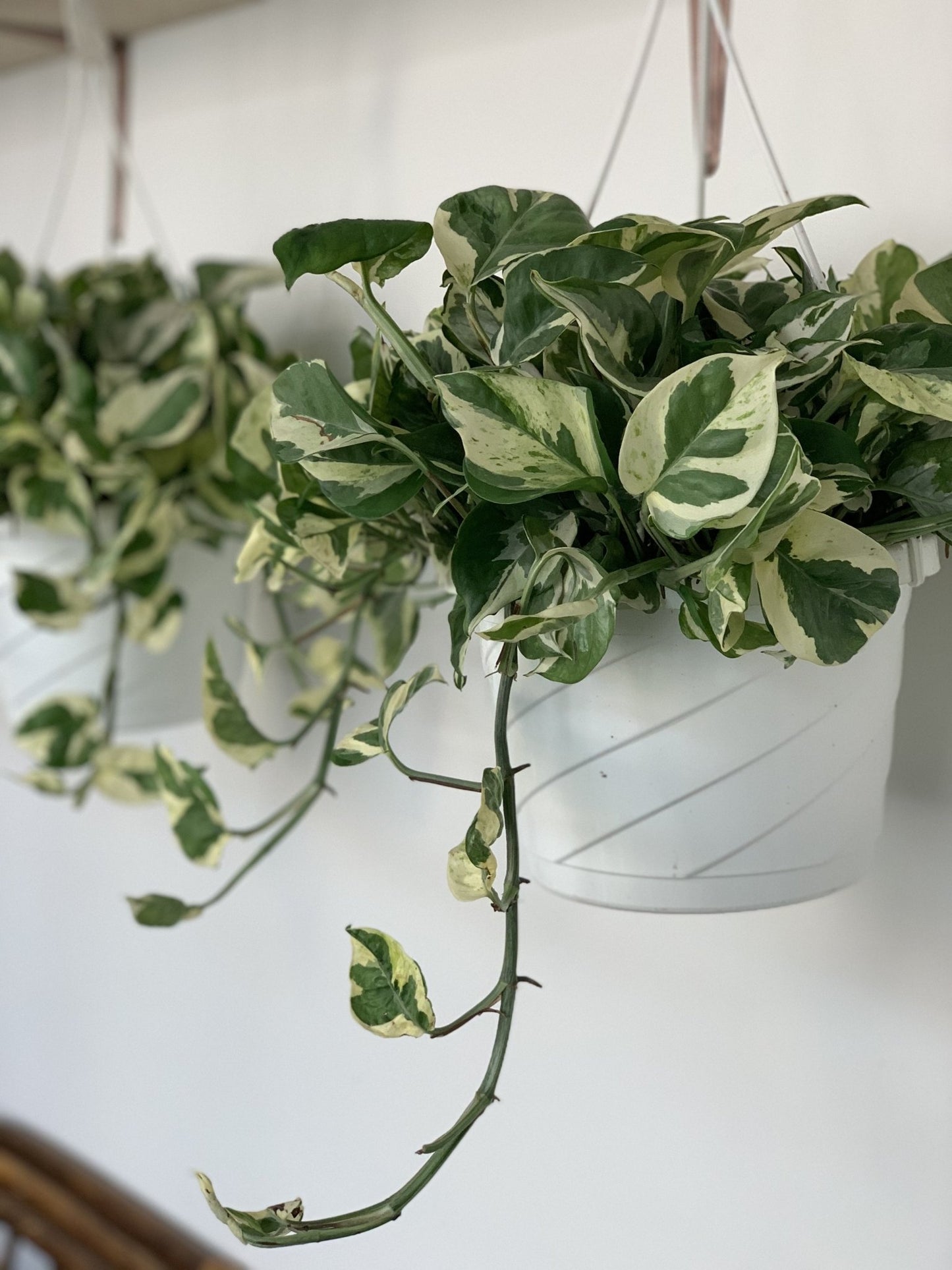 Marie - Jade (Pothos) - Alma Plantes