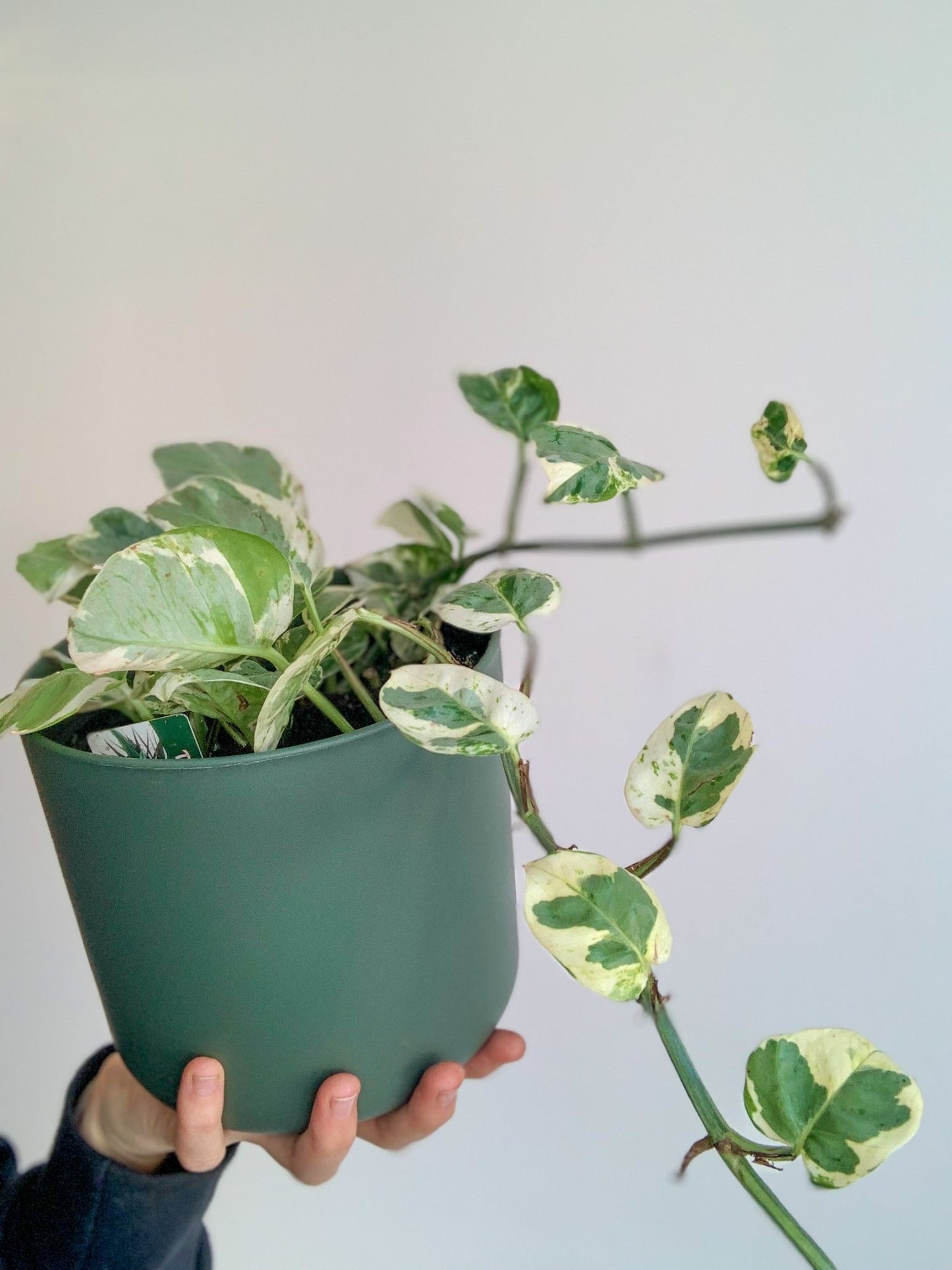 Marie - Jade (Pothos) - Alma Plantes