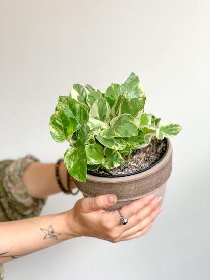 Marie - Jade (Pothos) - Alma Plantes