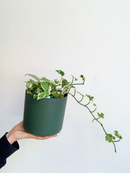 Marie - Jade (Pothos) - Alma Plantes